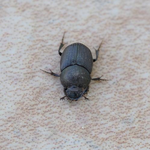 Onthophagus sp.